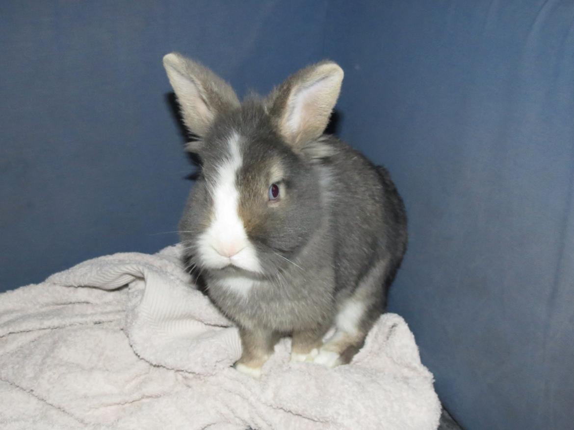 Kanin Pebbles *Pebbly* billede 6