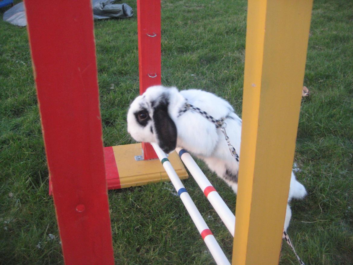 Kanin Hr. Olsen. - hop 2.2.13 ! :D billede 15