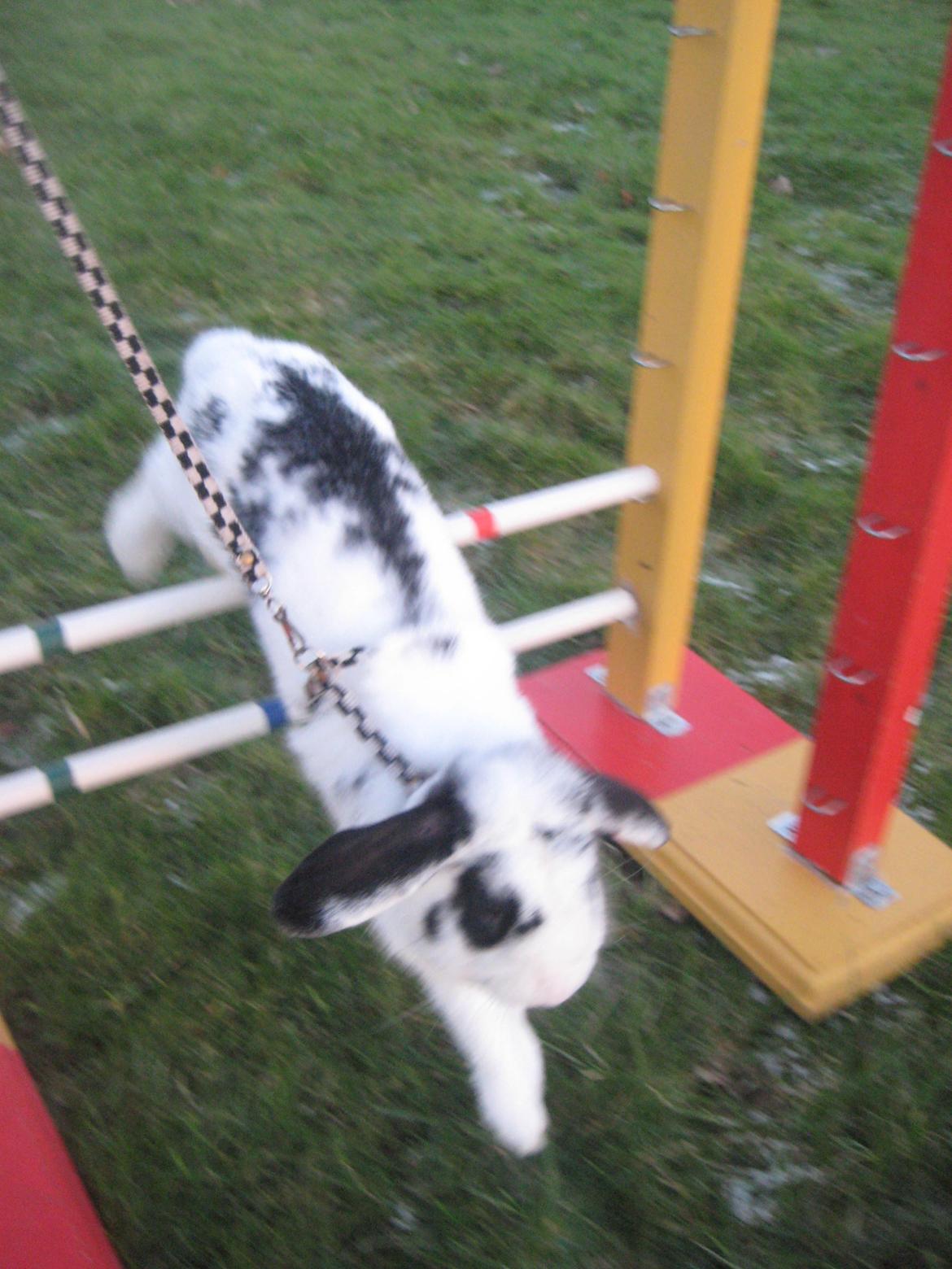 Kanin Hr. Olsen. billede 17