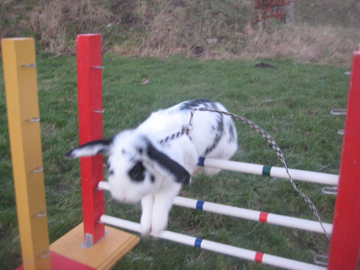 Kanin Hr. Olsen. billede 18