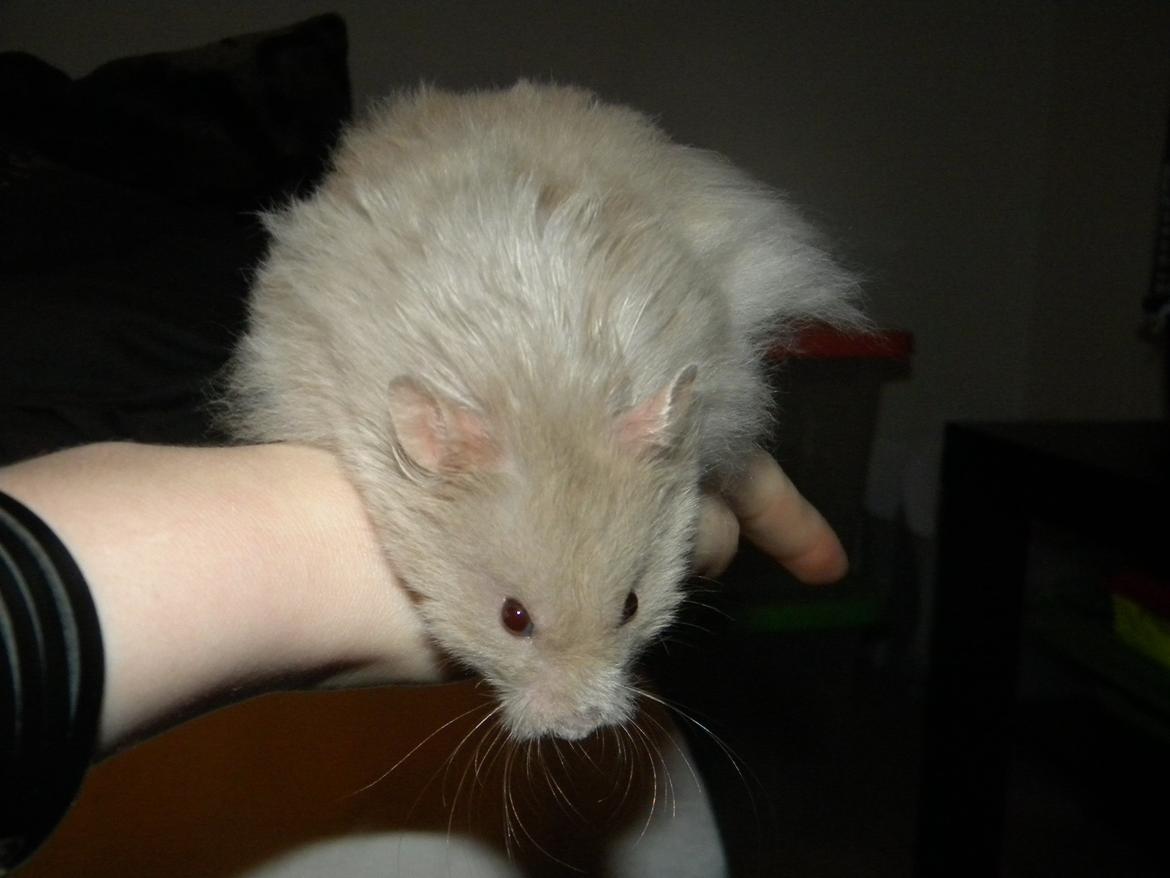 Hamster Puff Løvehjerte billede 2