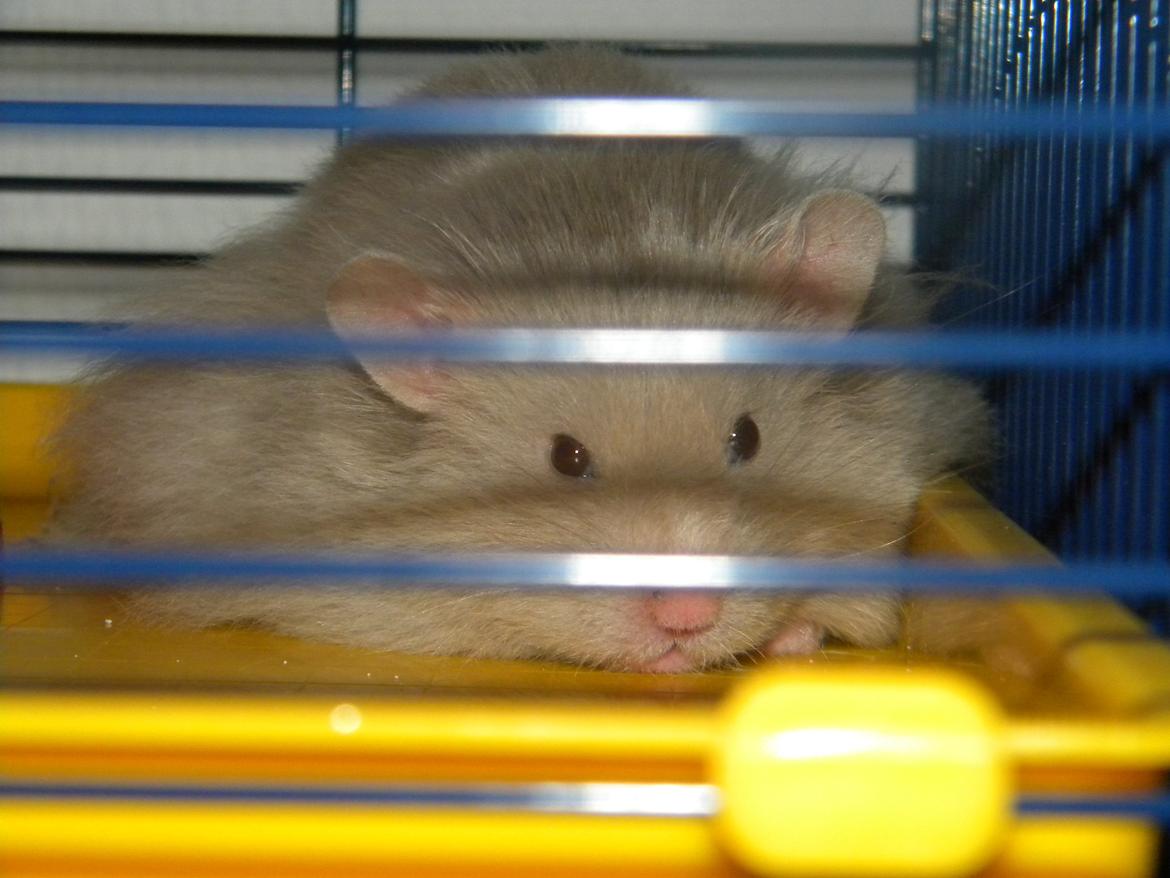 Hamster Puff Løvehjerte - Puff - Langhåret Dove han billede 1