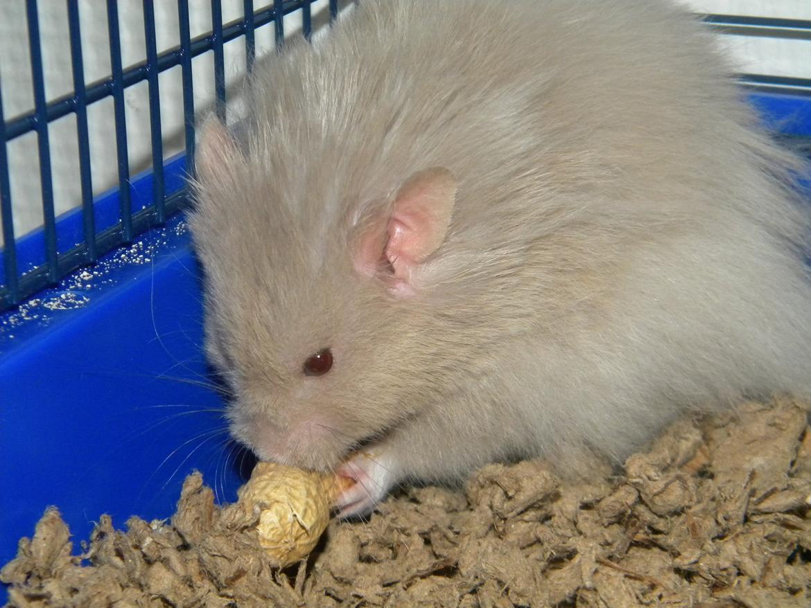 Hamster Puff Løvehjerte billede 3