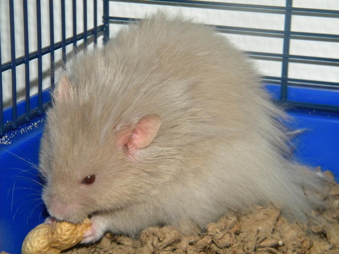 Hamster Puff Løvehjerte billede 4