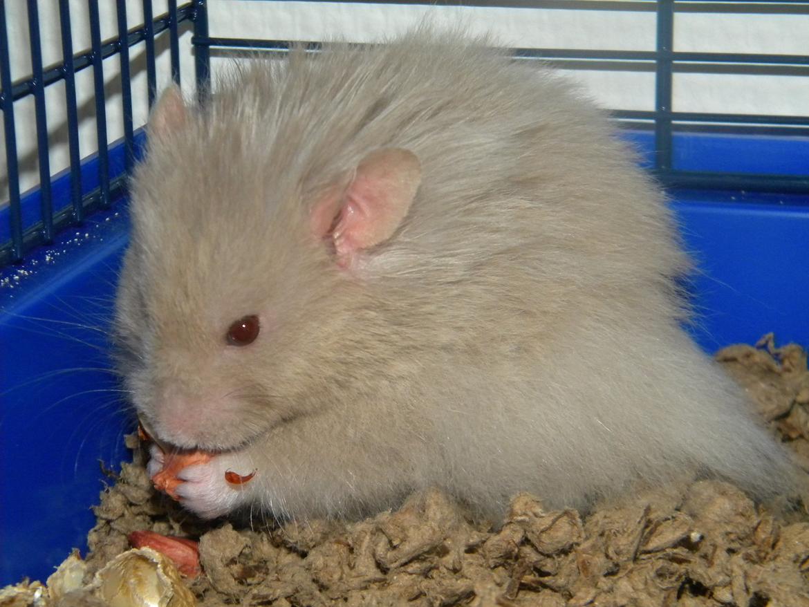 Hamster Puff Løvehjerte billede 6