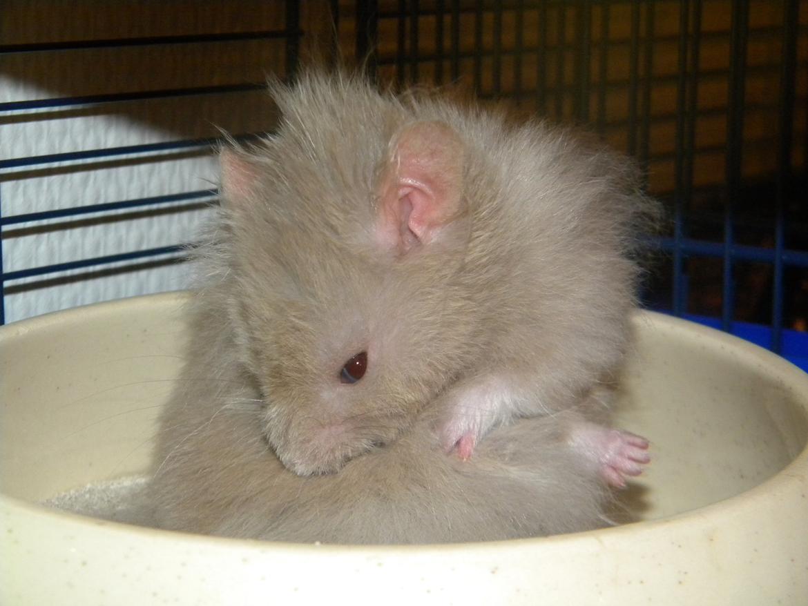 Hamster Puff Løvehjerte - Smukke fyr. Puff, er rigtig god til at holde sin pels ren, og elsker sit chinchilla sandbad. billede 5