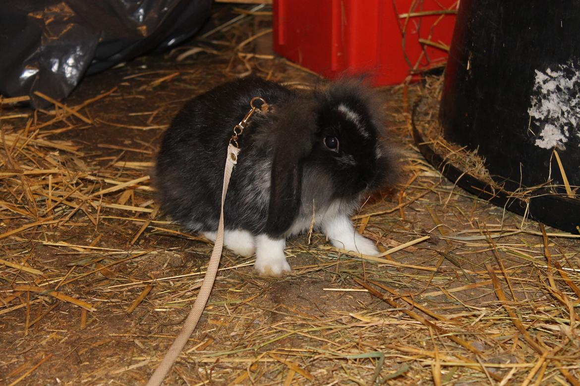 Kanin Sunsides Power of Fire billede 1