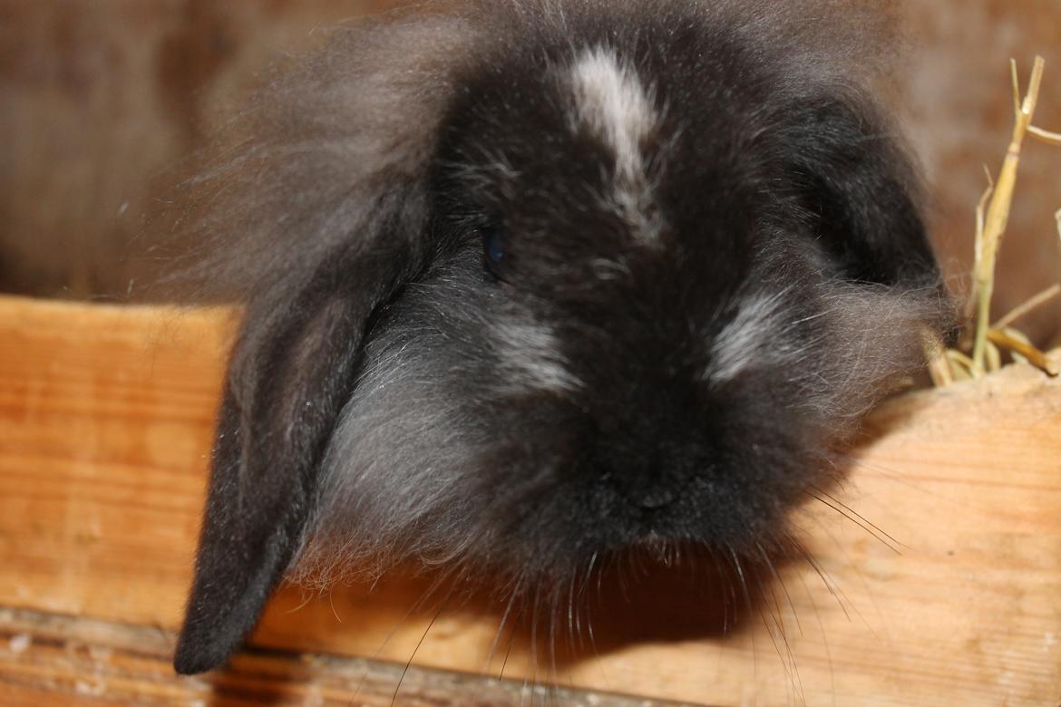 Kanin Sunsides Power of Fire billede 2