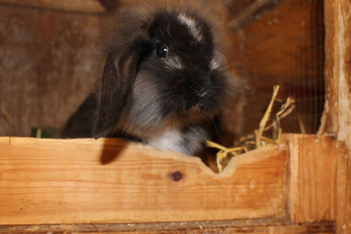 Kanin Sunsides Power of Fire billede 3