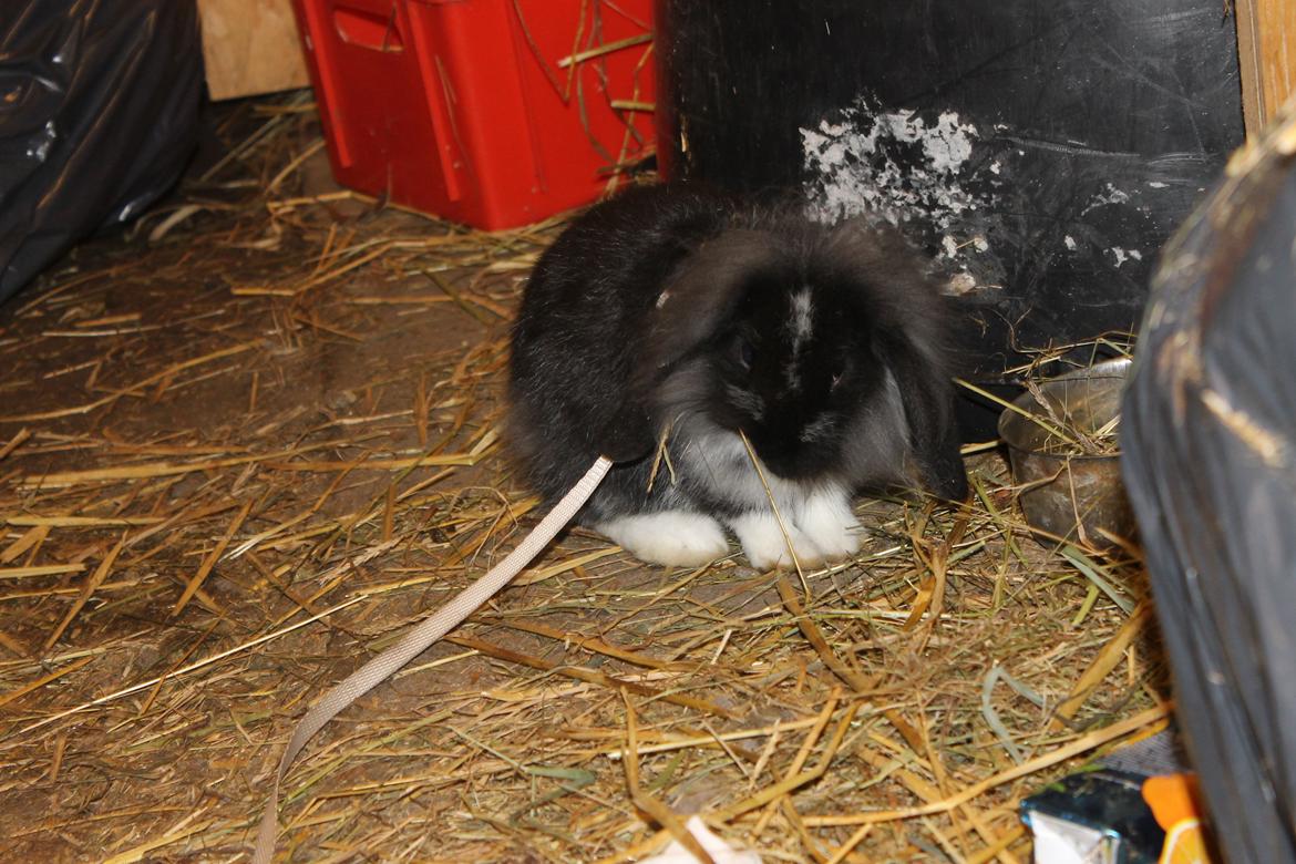 Kanin Sunsides Power of Fire billede 4