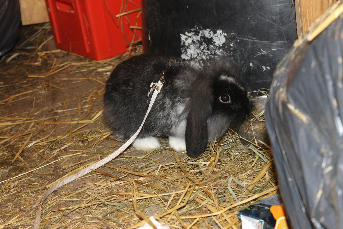 Kanin Sunsides Power of Fire billede 5