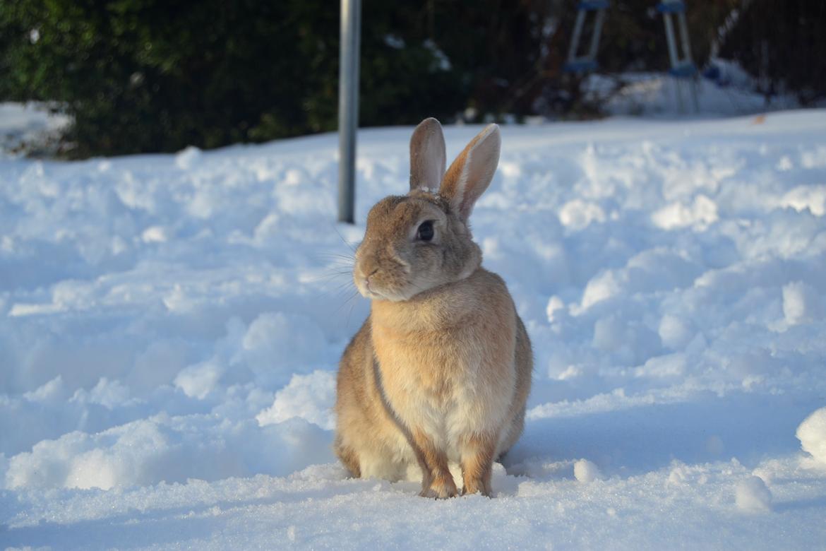 Kanin Bambie billede 19