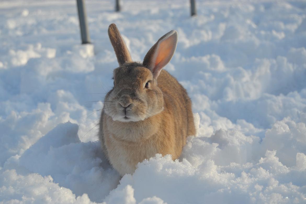 Kanin Bambie billede 20