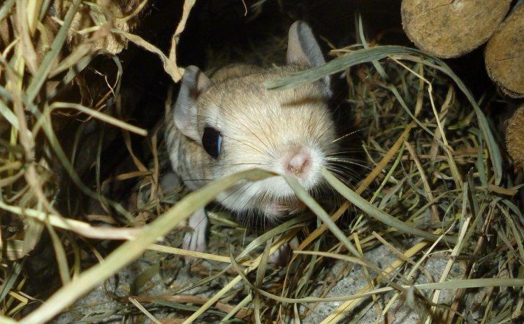 Hestespringer | Oxnard - Velkommen til Oxnard's profil! billede 1