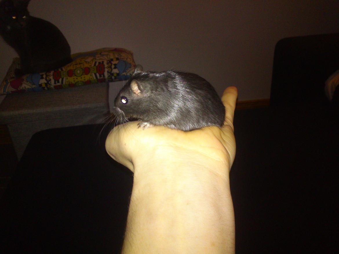 Ørkenrotte Shaker billede 1