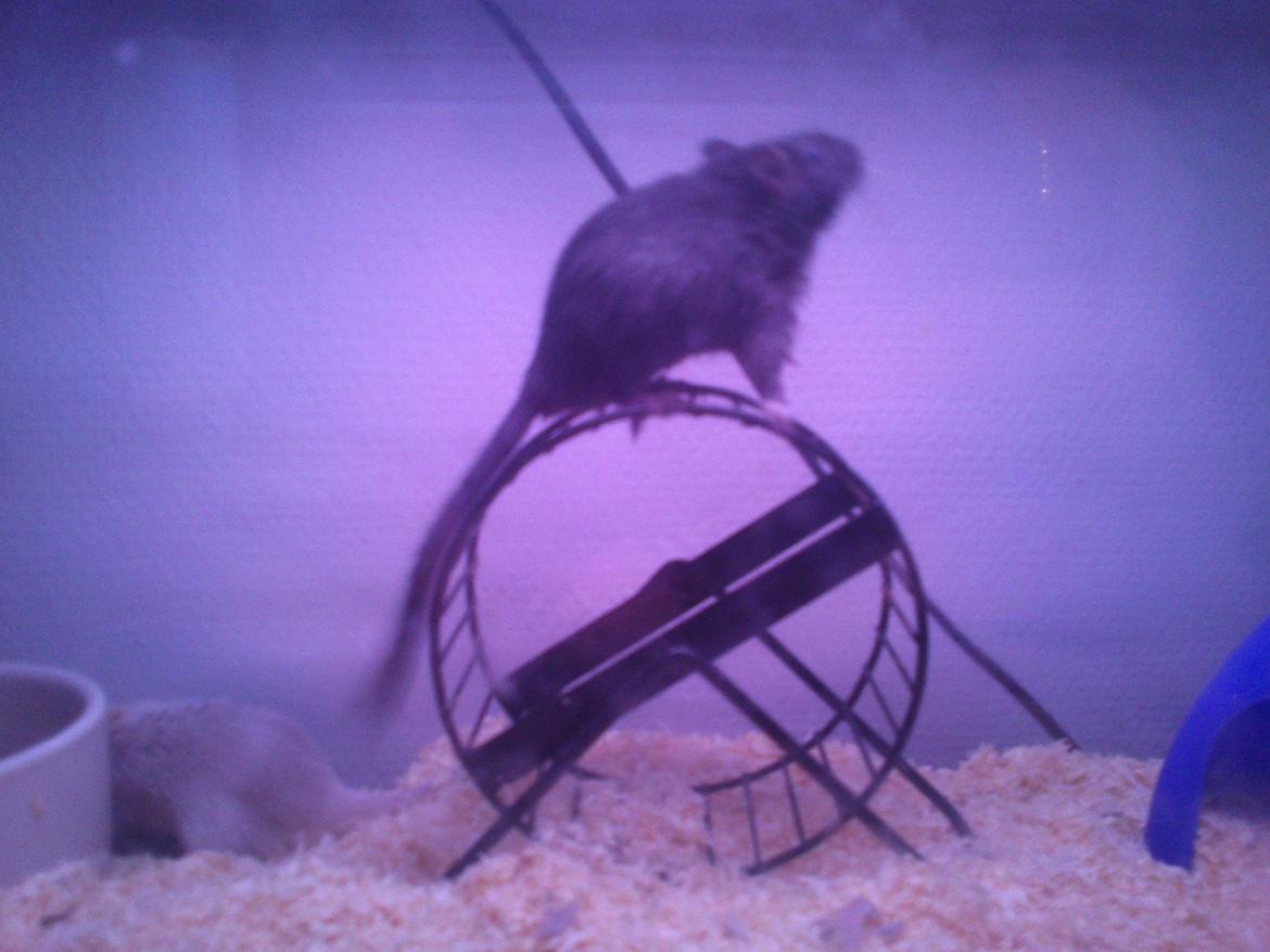 Ørkenrotte Shaker billede 5