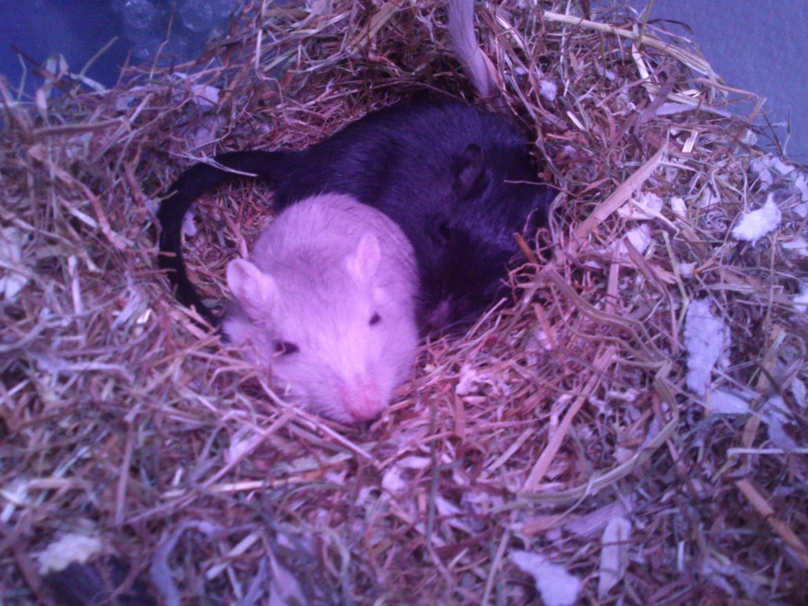 Ørkenrotte Shaker billede 2