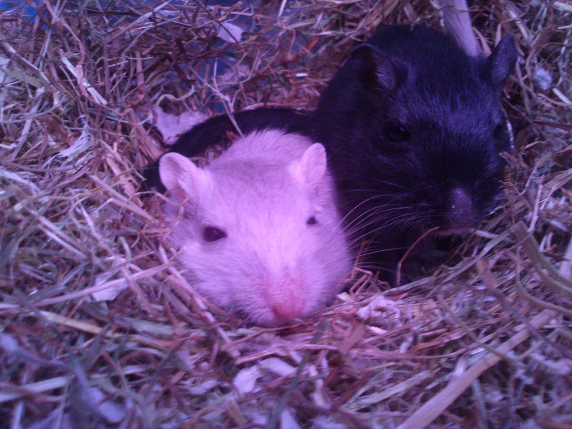 Ørkenrotte Shaker billede 4