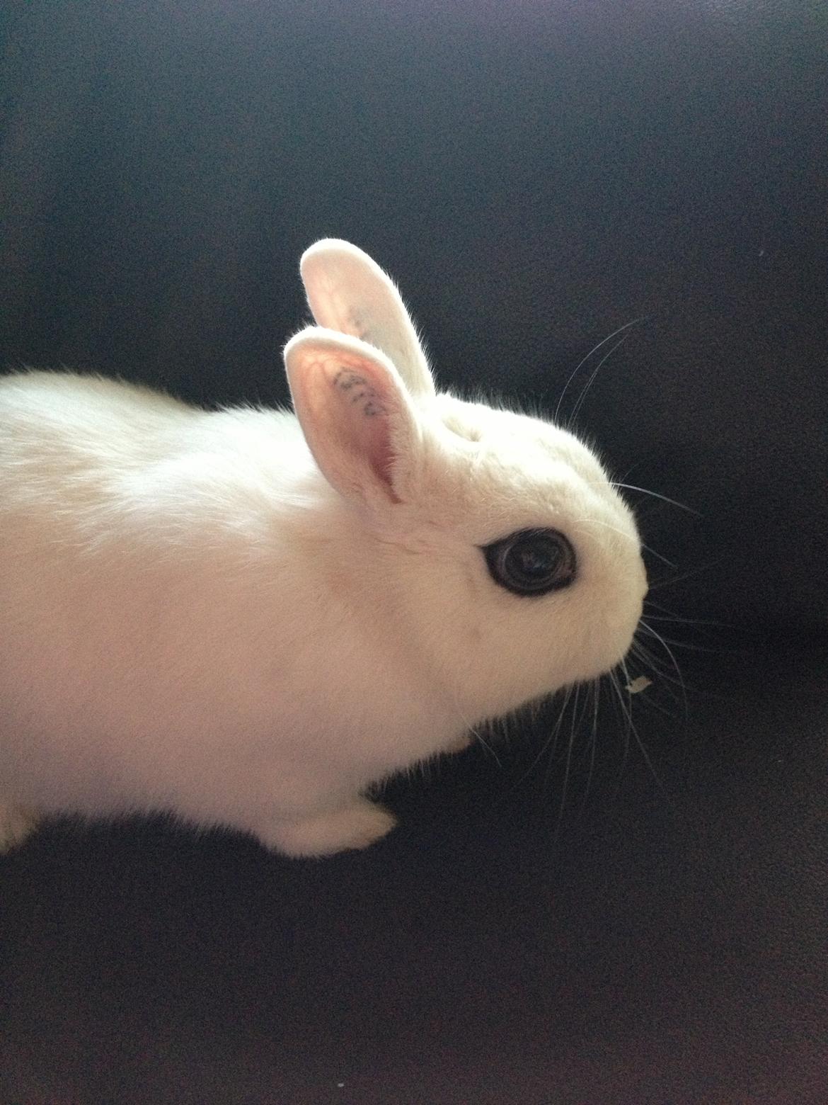 Kanin Little Miss Valentine (Hermelin) billede 5