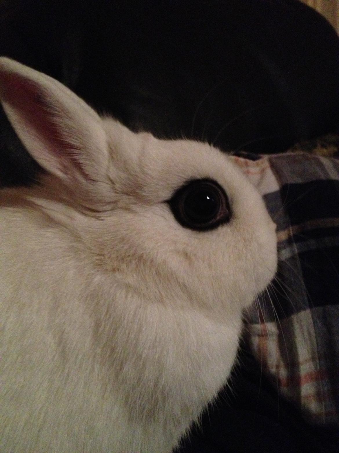 Kanin Little Miss Valentine (Hermelin) billede 3