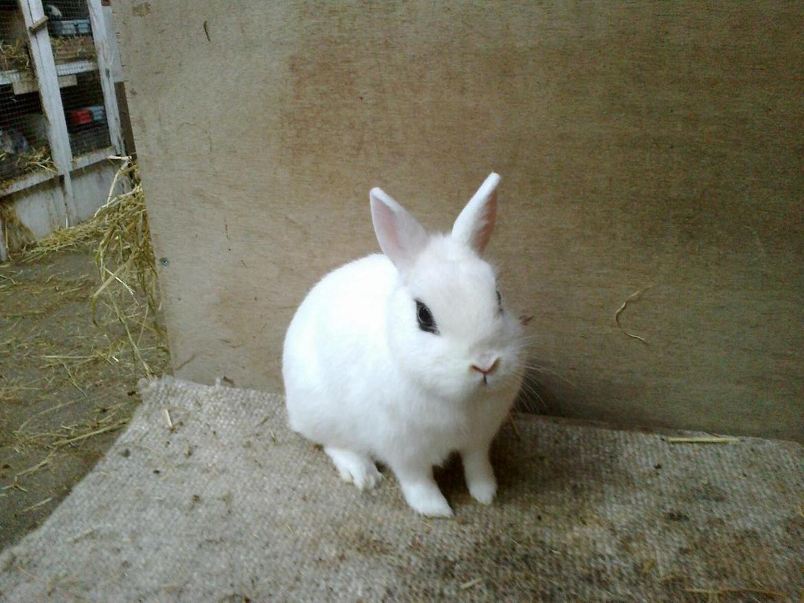 Kanin Little Miss Valentine (Hermelin) billede 6