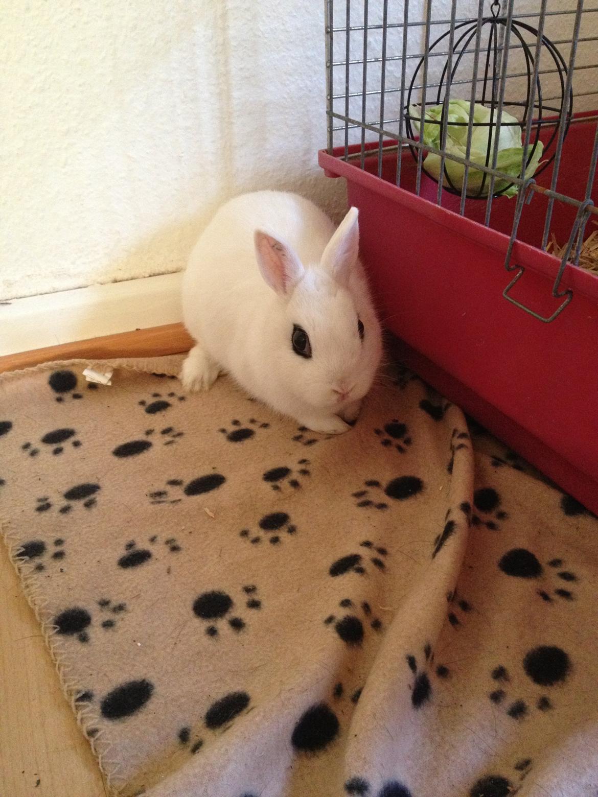 Kanin Little Miss Valentine (Hermelin) billede 7