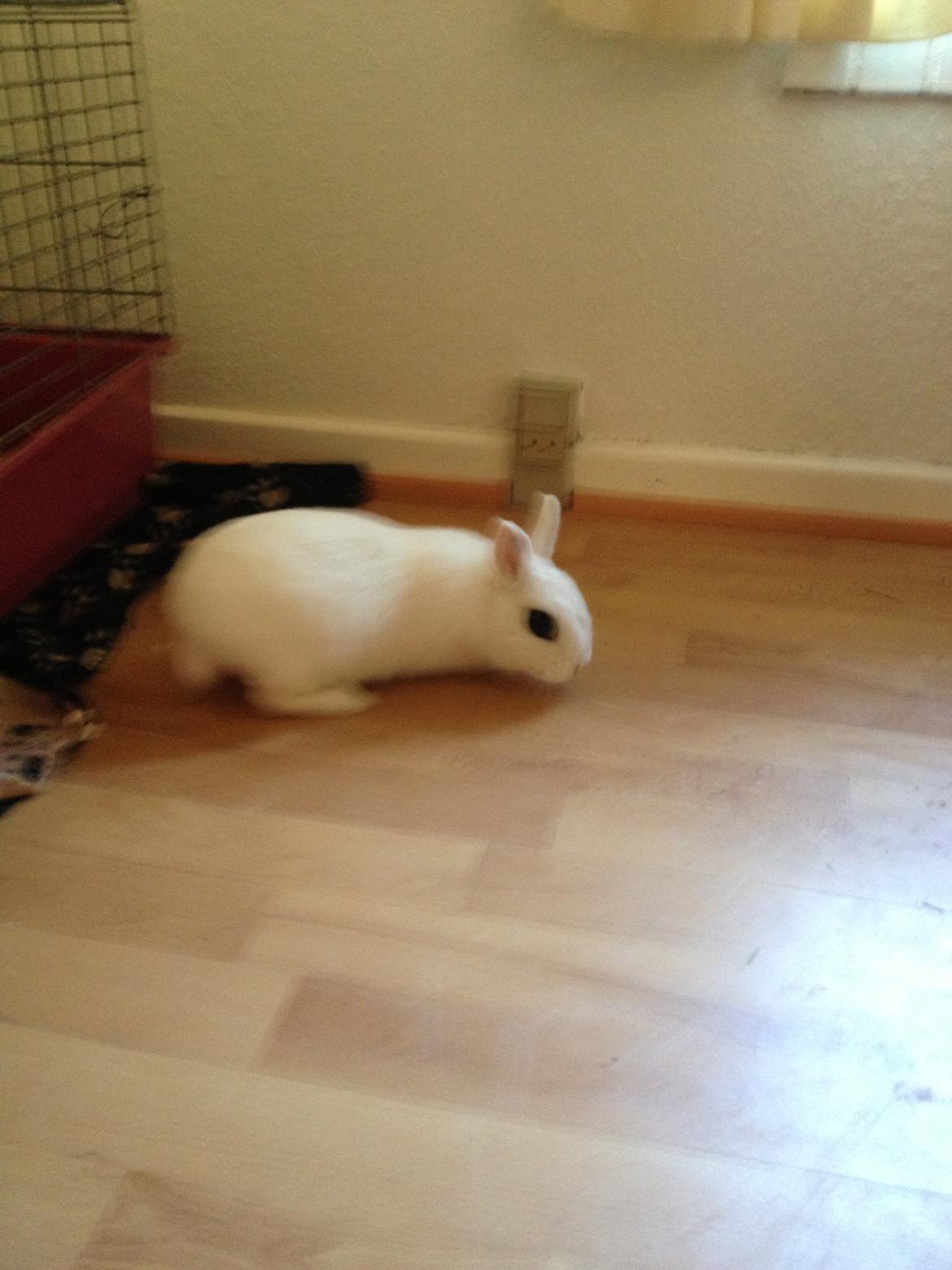 Kanin Little Miss Valentine (Hermelin) billede 8