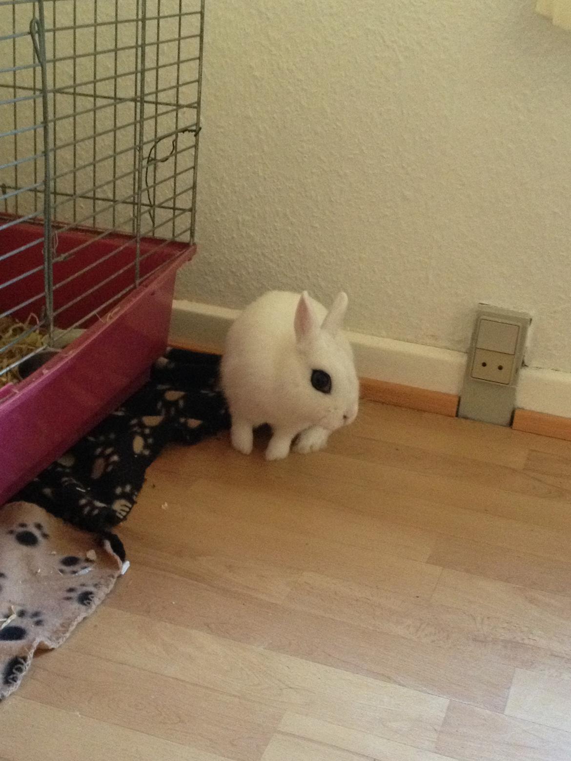 Kanin Little Miss Valentine (Hermelin) billede 9