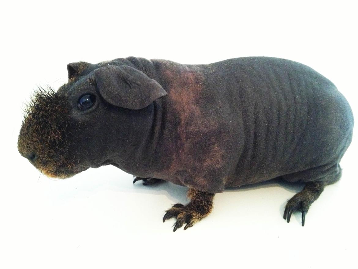 Marsvin Flintstones Mulder billede 2