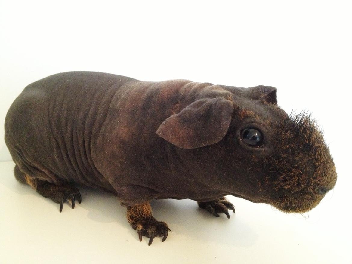 Marsvin Flintstones Mulder billede 3