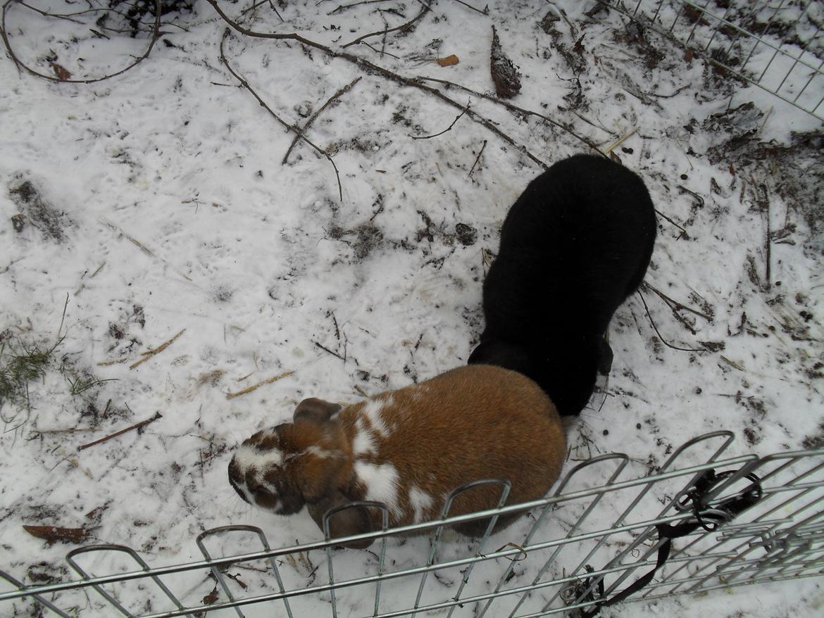 Kanin Hoplas Stritøre billede 2