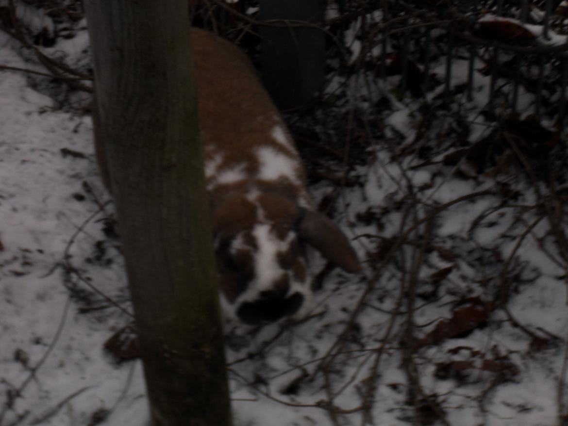 Kanin Hoplas Stritøre billede 3