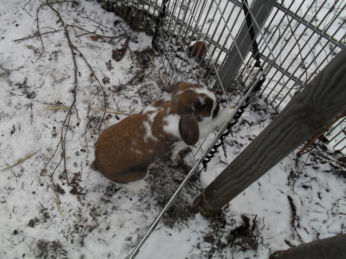 Kanin Hoplas Stritøre - Stritøre der vil ud på eventyr billede 4