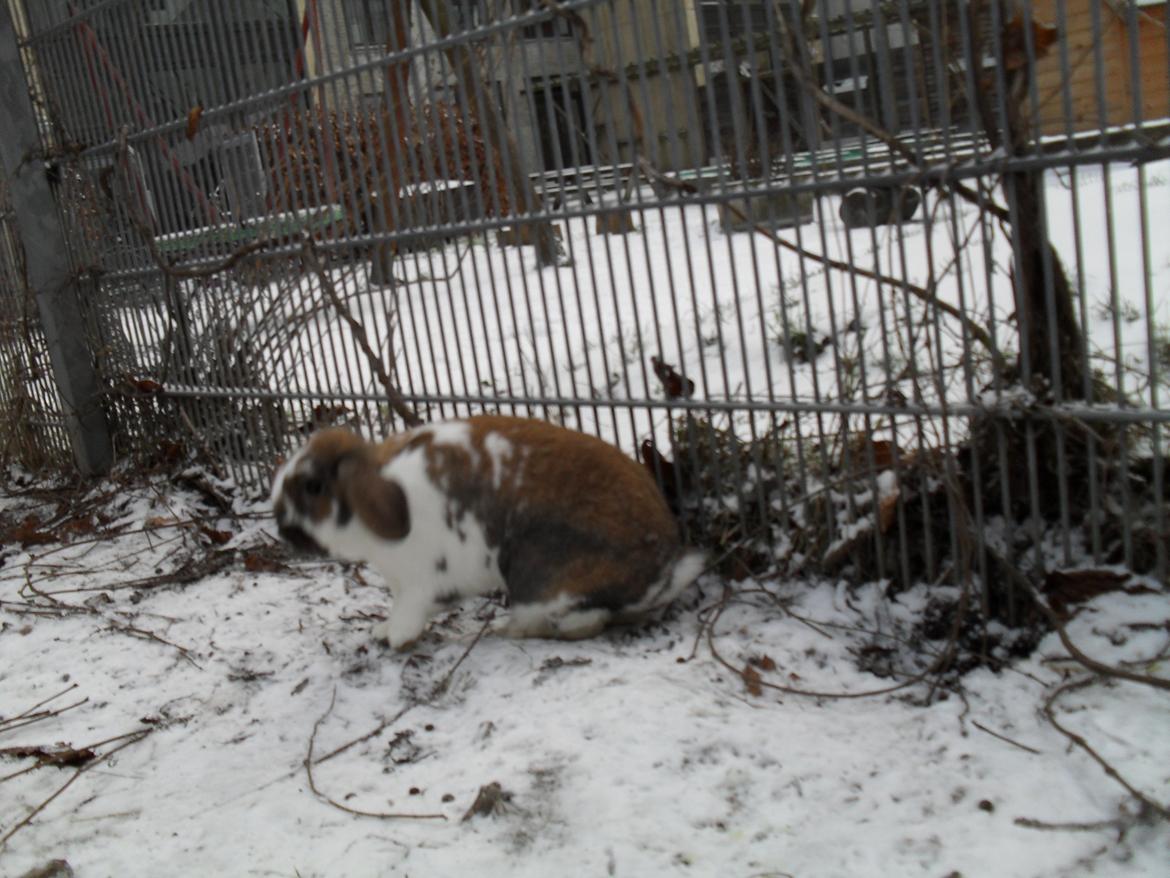 Kanin Hoplas Stritøre billede 7