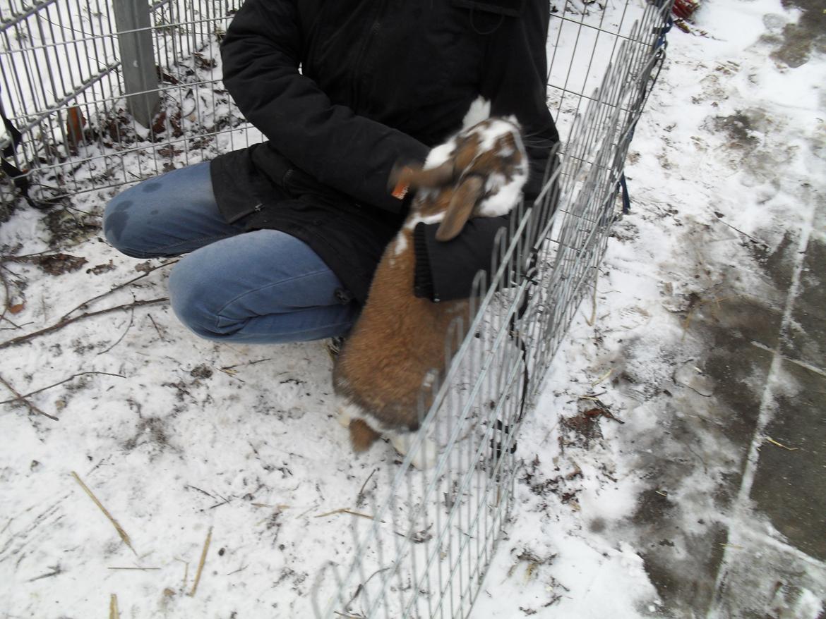 Kanin Hoplas Stritøre - Stritøre de leger med Alma billede 9