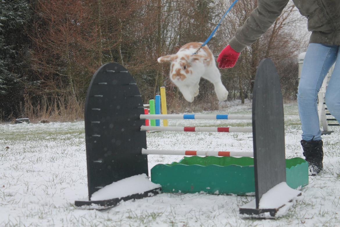 Kanin Winds Nioryu billede 1