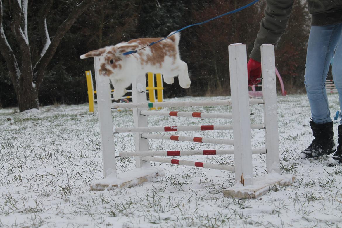 Kanin Winds Nioryu billede 7