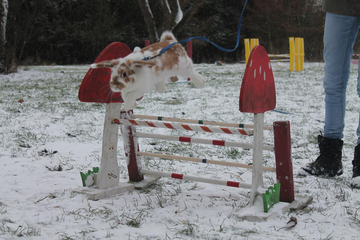 Kanin Winds Nioryu billede 8