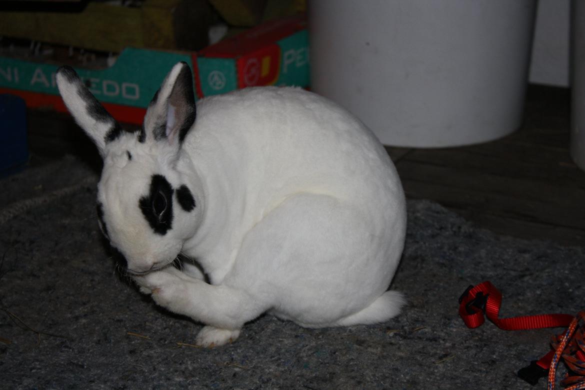 Kanin Team Winther`s Don`t Worry Be Happy. billede 4