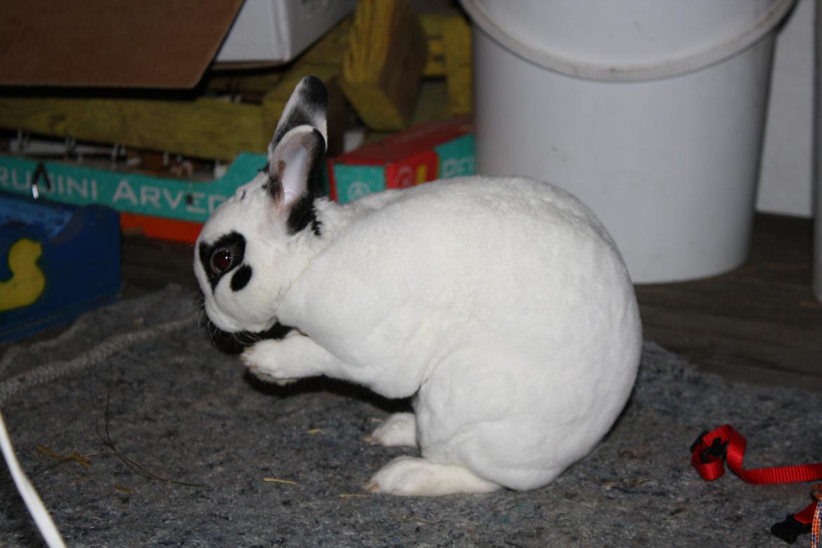 Kanin Team Winther`s Don`t Worry Be Happy. billede 6