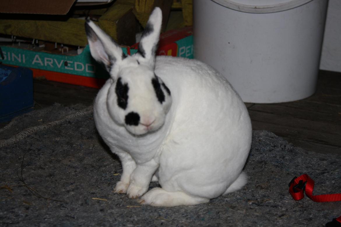 Kanin Team Winther`s Don`t Worry Be Happy. billede 5