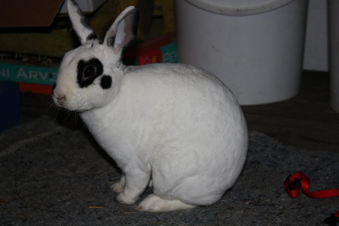 Kanin Team Winther`s Don`t Worry Be Happy. billede 8