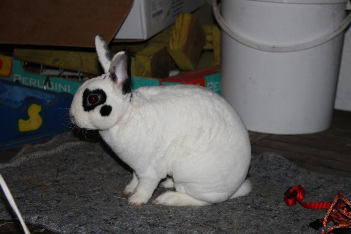 Kanin Team Winther`s Don`t Worry Be Happy. billede 9