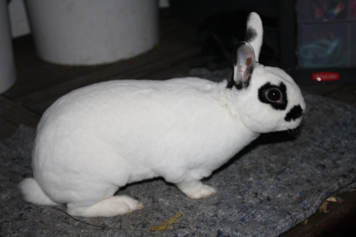 Kanin Team Winther`s Don`t Worry Be Happy. billede 11