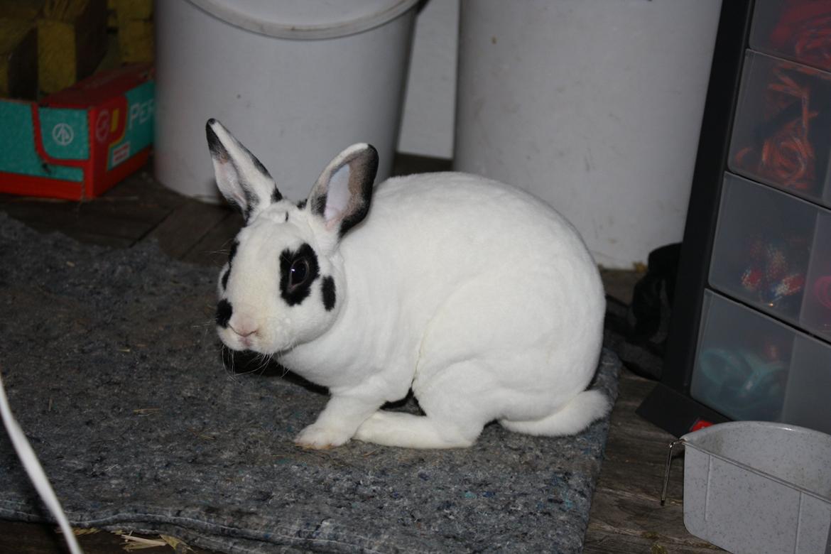 Kanin Team Winther`s Don`t Worry Be Happy. billede 13