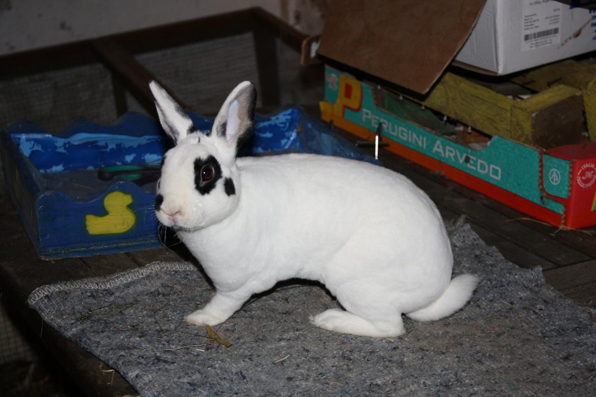 Kanin Team Winther`s Don`t Worry Be Happy. billede 1