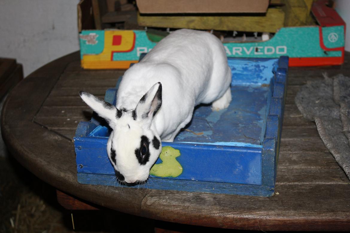 Kanin Team Winther`s Don`t Worry Be Happy. billede 10