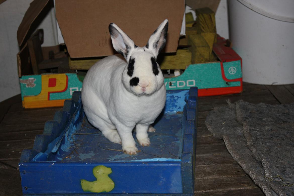 Kanin Team Winther`s Don`t Worry Be Happy. - Lidt nysgerig har man vel lov til at være XD billede 3