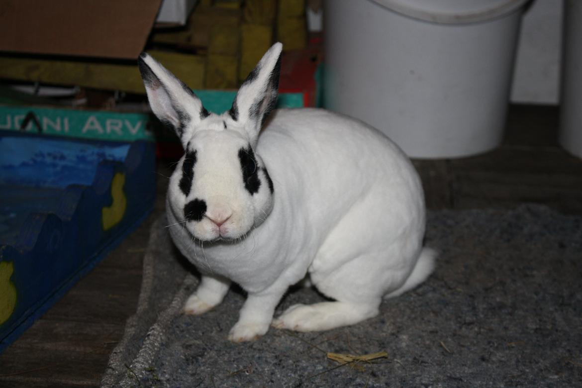 Kanin Team Winther`s Don`t Worry Be Happy. billede 14