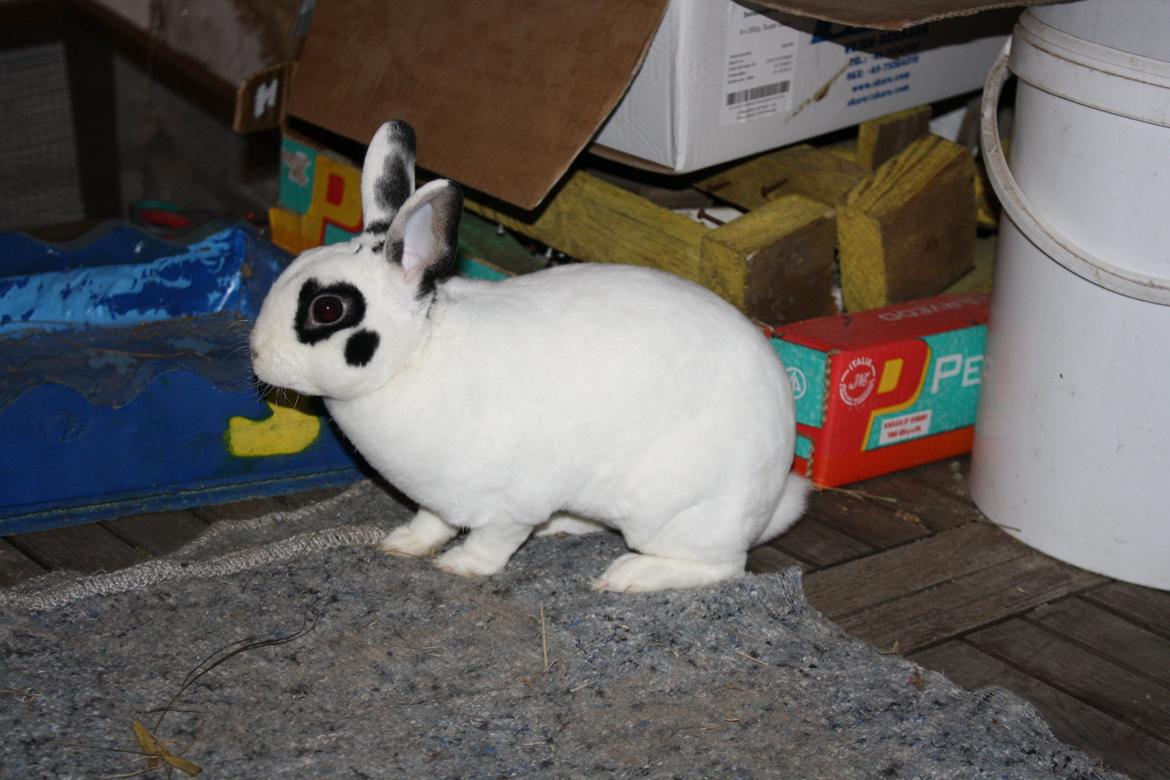 Kanin Team Winther`s Don`t Worry Be Happy. billede 15